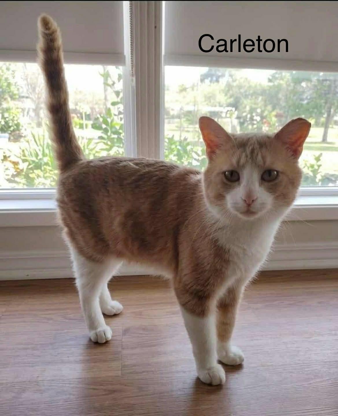 Enlarge Carleton @ Livonia PetSmart, a Adoptable Tabby in Livonia, MI image 3/4