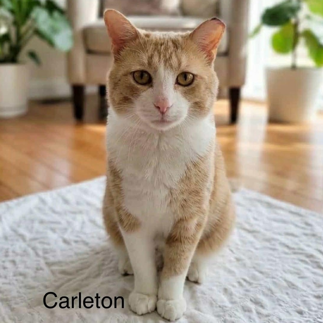 Enlarge Carleton @ Livonia PetSmart, a Adoptable Tabby in Livonia, MI image 1/4