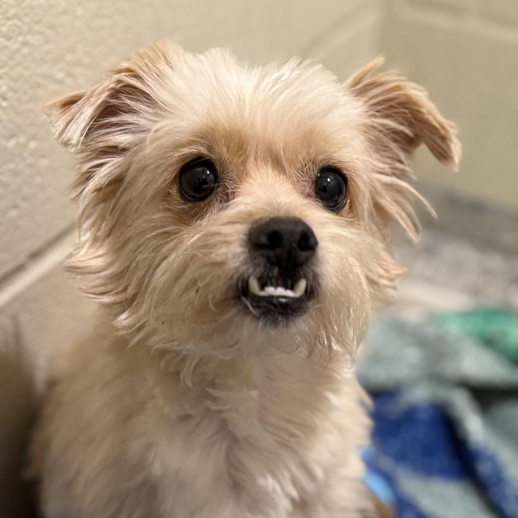 Enlarge Shaggy: cutest underbite, a Adoptable mixed breed in San Antonio, TX image 3/5