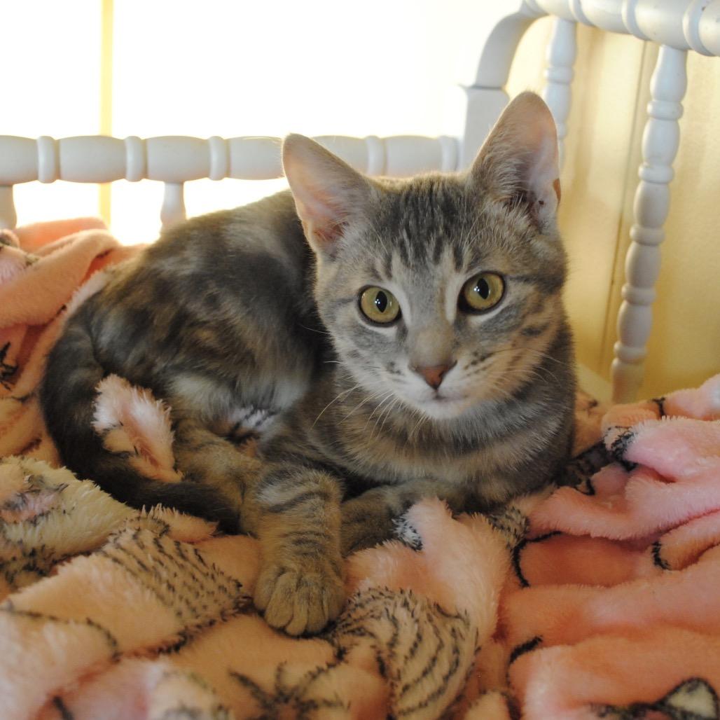 Enlarge Rhubarb, a Adoptable Domestic Short Hair in Bloomington, IN image 1/2