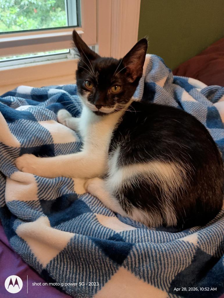 Enlarge Maven26, a Adoptable mixed breed in Youngsville, NC image 1/1