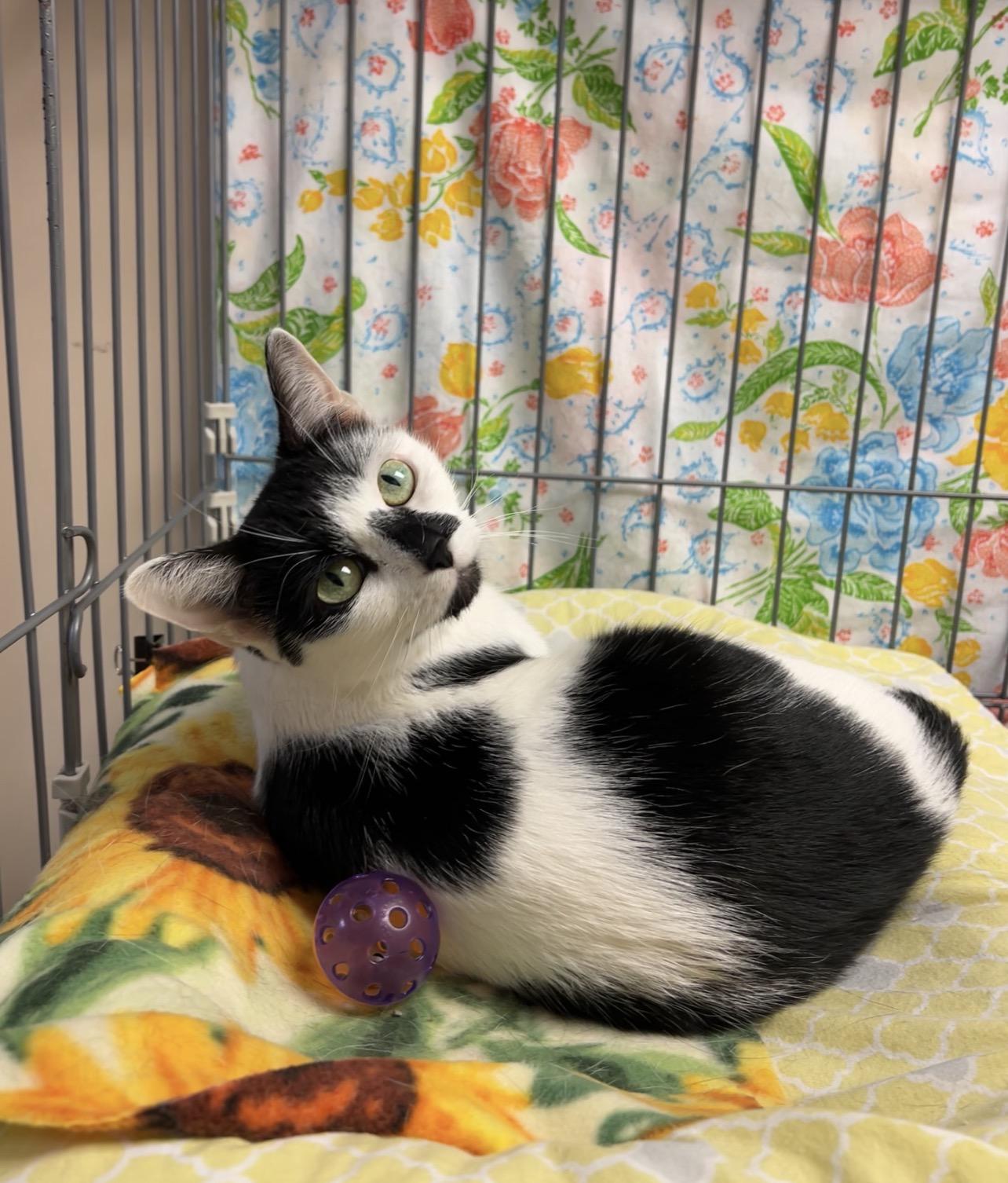 Hickory, a ADOPTABLE Domestic Short Hair in Montville, NJ image 3/3