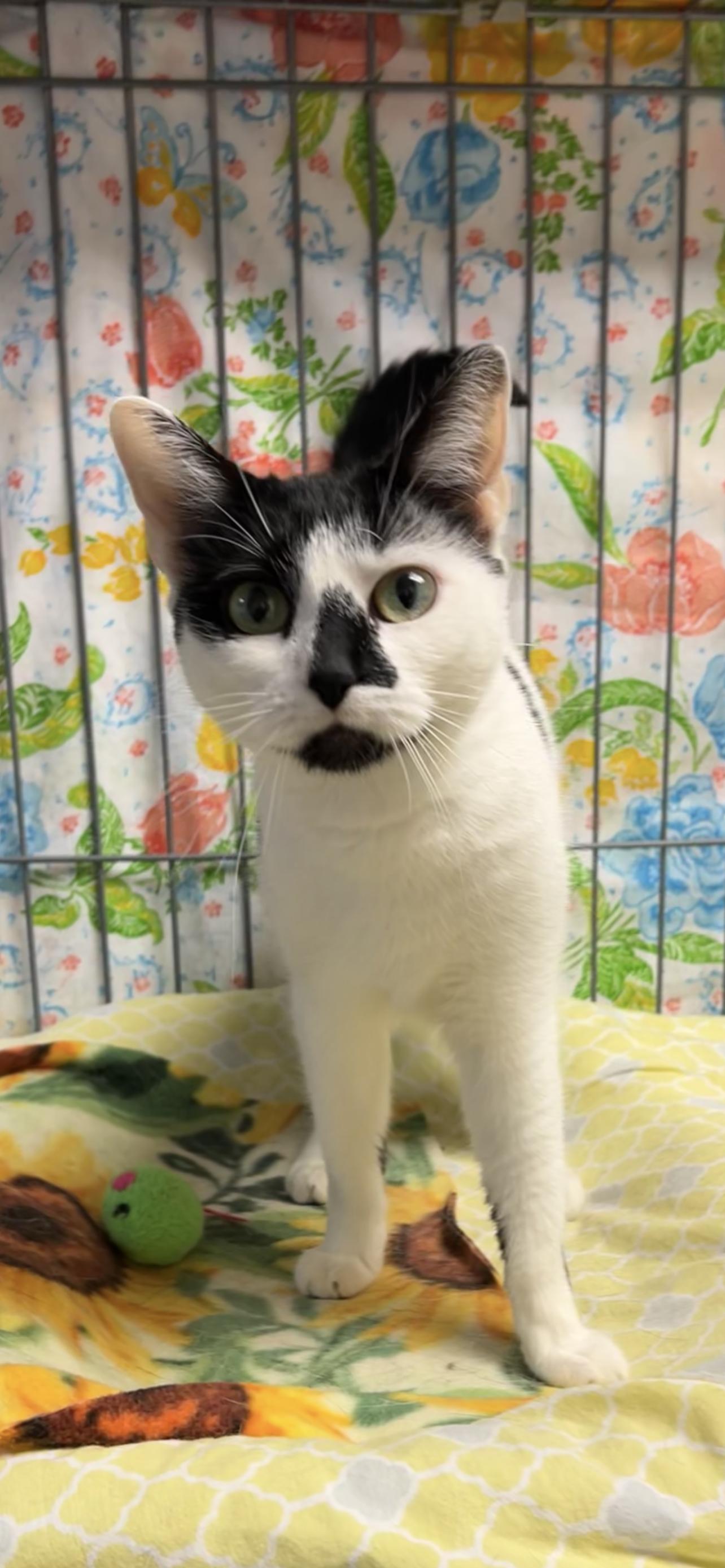 Hickory, a ADOPTABLE Domestic Short Hair in Montville, NJ image 2/3