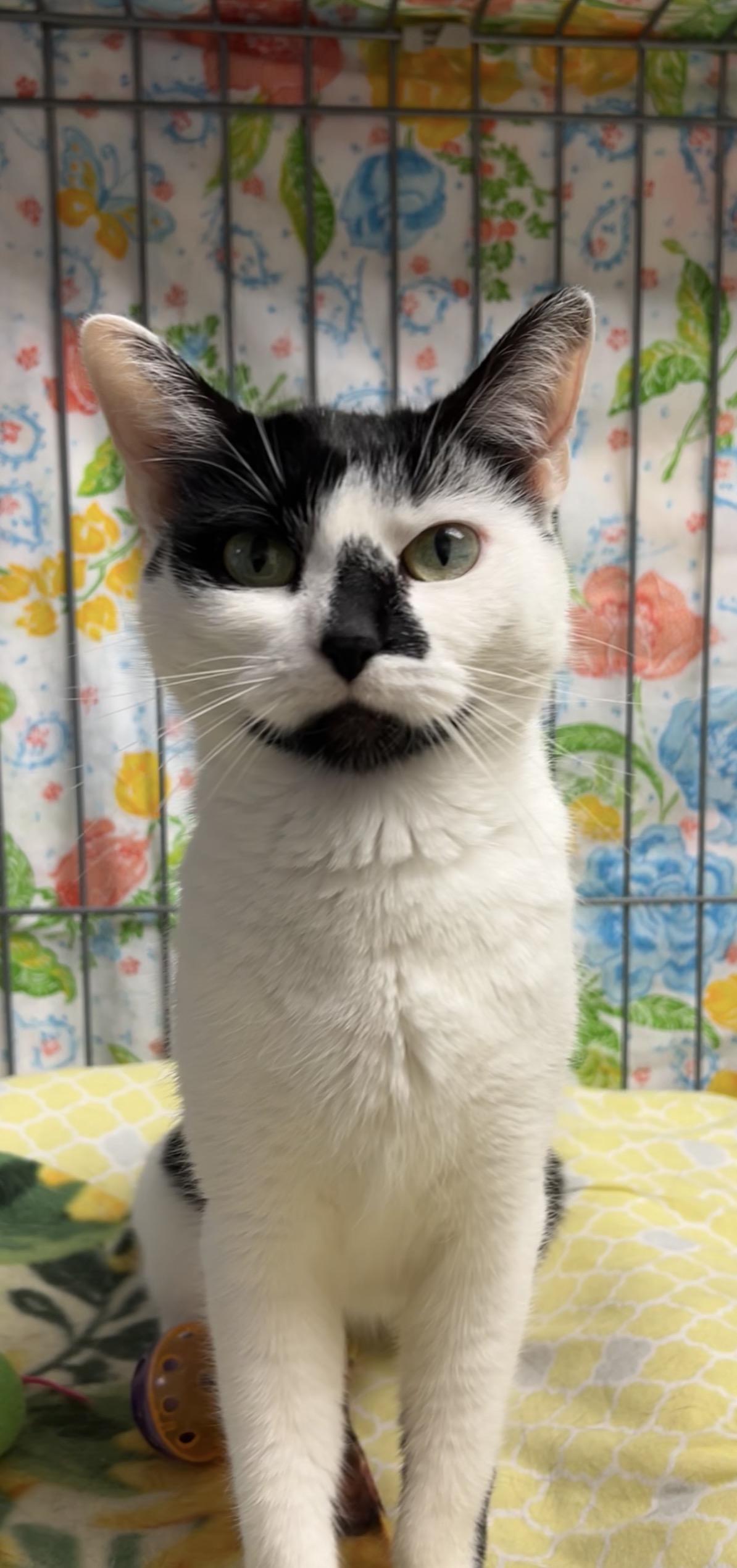 Hickory, ADOPTABLE, Young Female Domestic Short Hair.