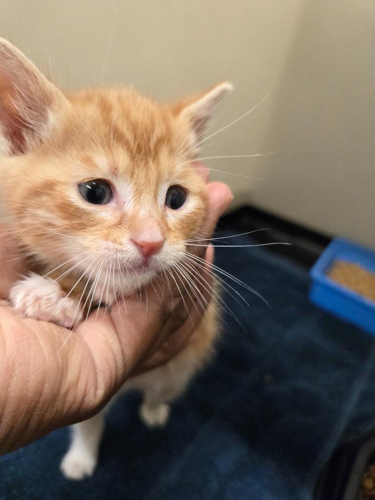 CabbageTown, Adoptable, Kitten Male Domestic Short Hair.