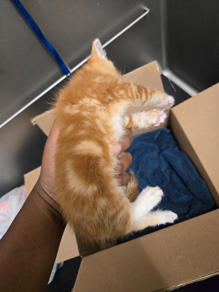 Enlarge CabbageTown, a Adoptable mixed breed in Douglasville, GA image 5/6