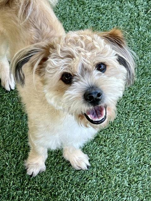 HIRIT, Adoptable, Young Male Yorkshire Terrier & Cockapoo.