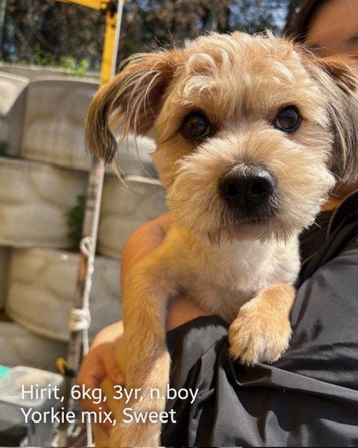 HIRIT, Adoptable, Young Male Yorkshire Terrier & Cockapoo.