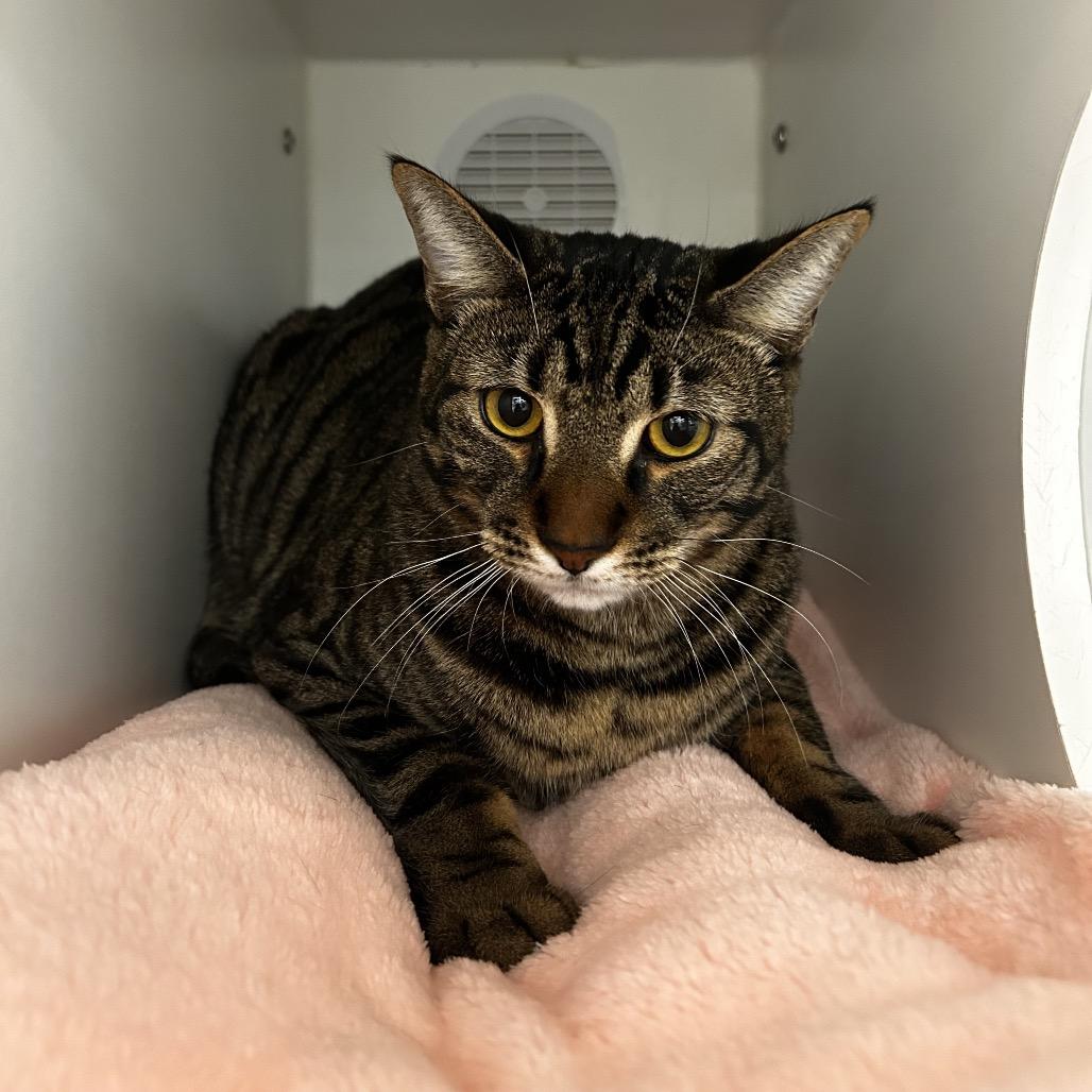 Pluto, Adoptable, Young Male Domestic Short Hair.