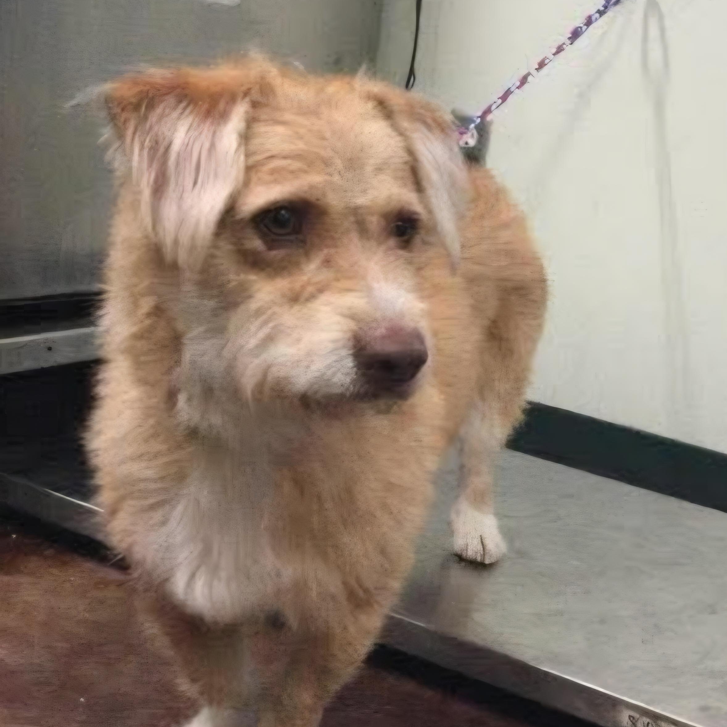 Woodstock, adopted, Adult Male Border Terrier.