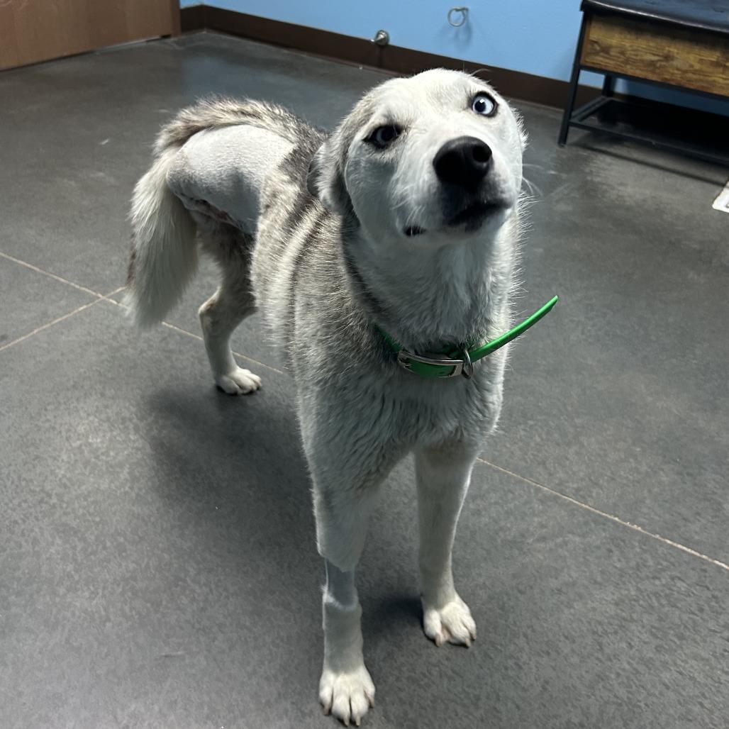 Reina, Adoptable, Young Female Husky.