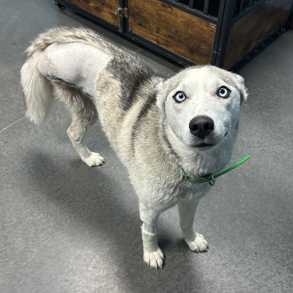Reina, a Adoptable Husky in Idaho Falls, ID image 2/5