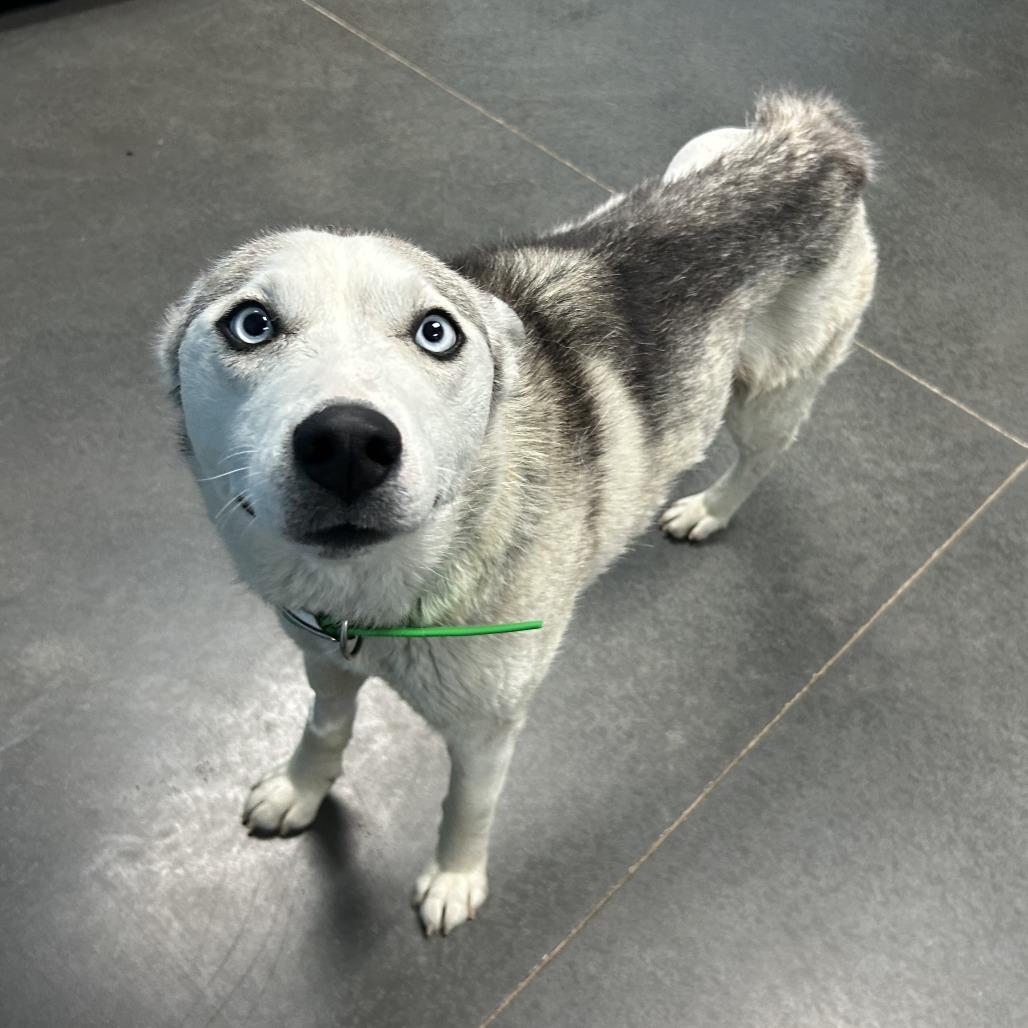 Reina, a Adoptable Husky in Idaho Falls, ID image 3/5
