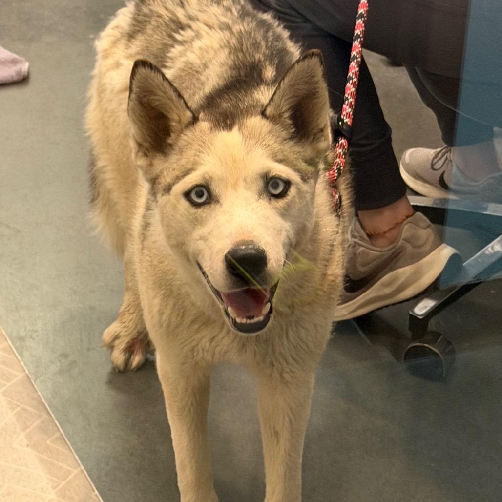 Reina, a Adoptable Husky in Idaho Falls, ID image 4/5