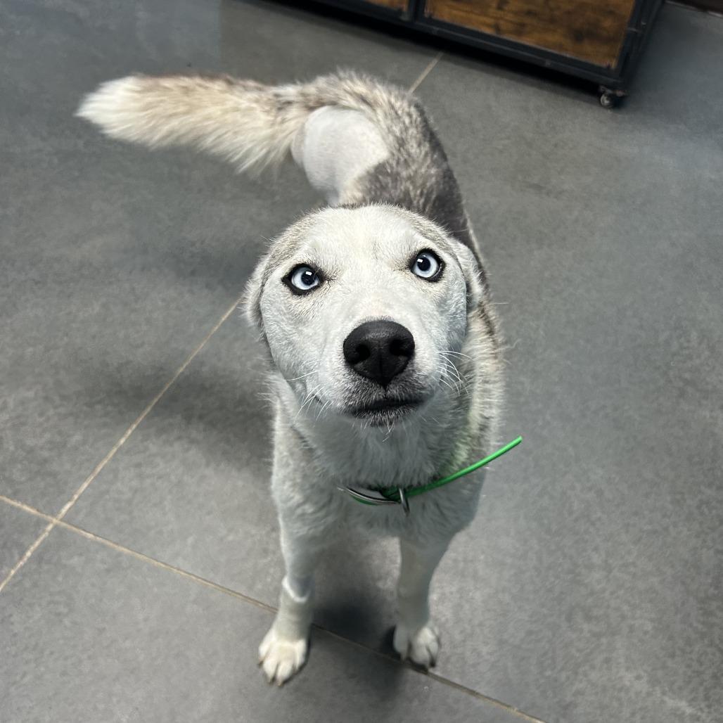 Reina, a Adoptable Husky in Idaho Falls, ID image 5/5