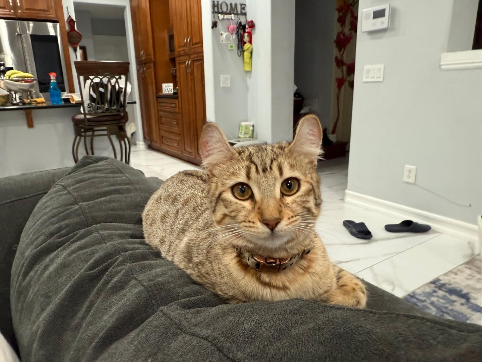 Channel, Young Female Savannah