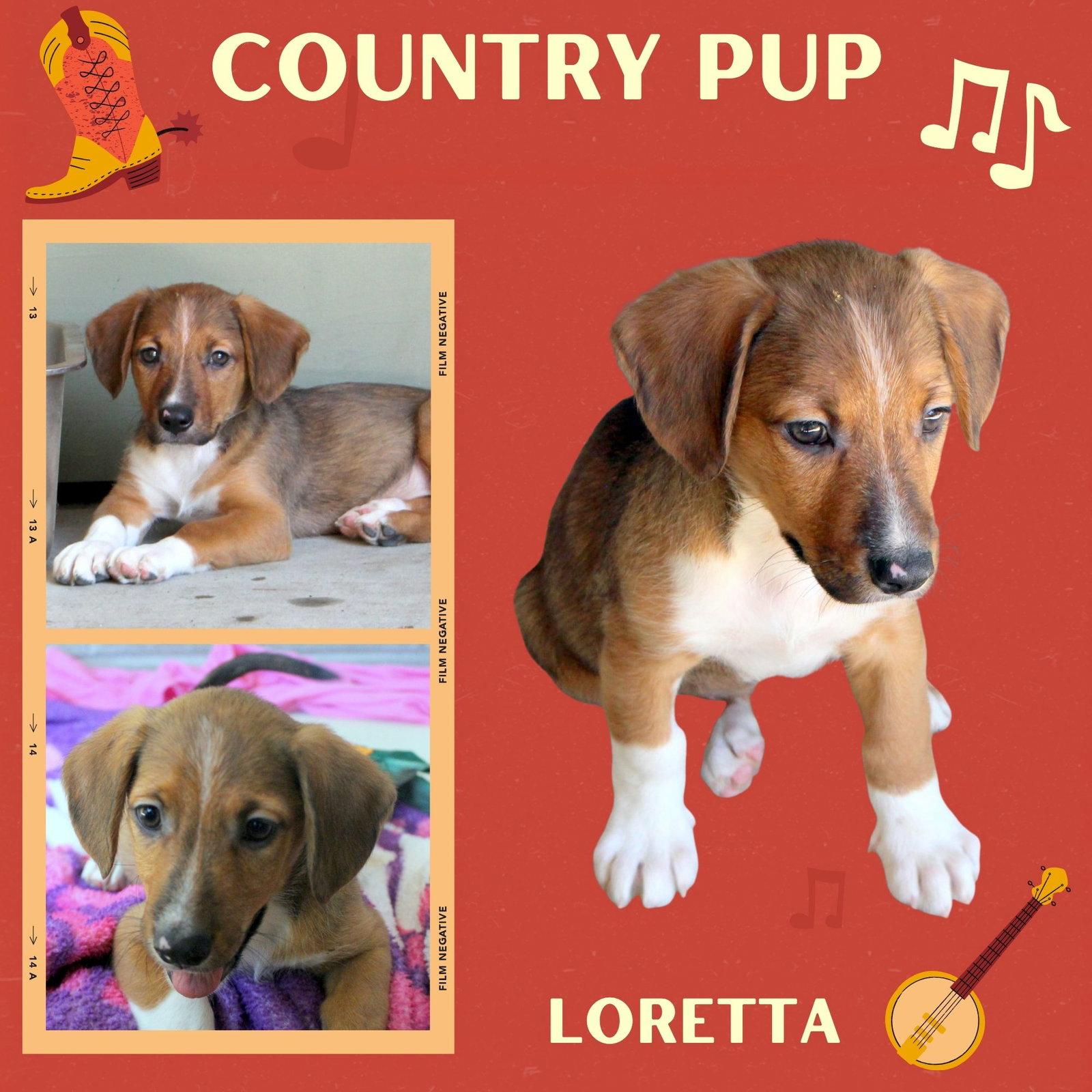 Loretta (Puppy), Adoptable, Puppy Female Hound.