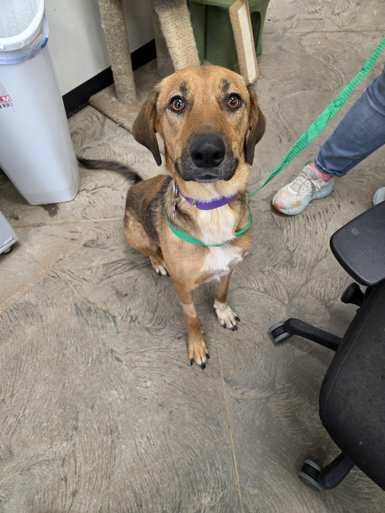Reba, ADOPTABLE, Adult Female Hound.