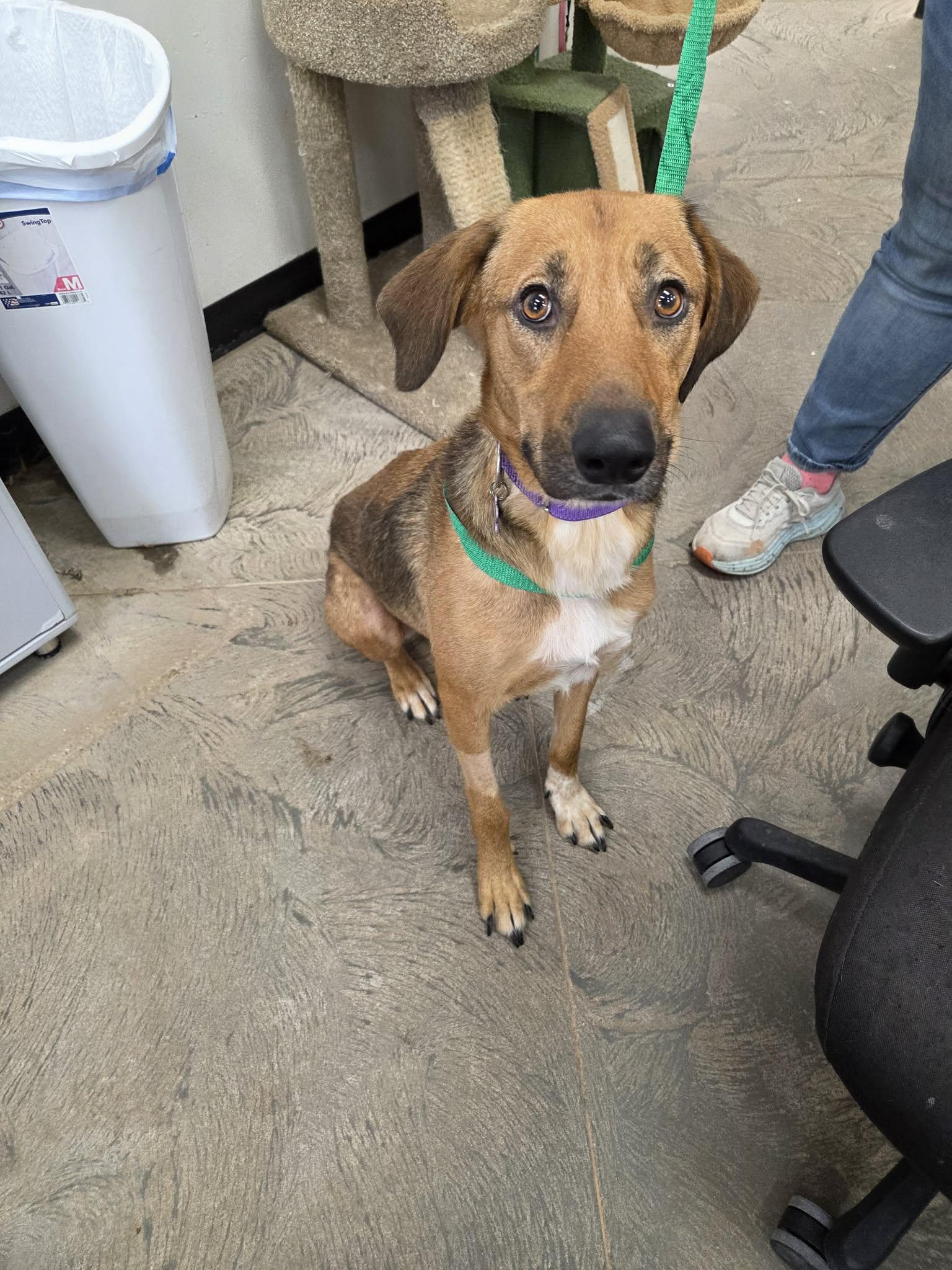 Reba, a ADOPTABLE mixed breed in Roosevelt, UT image 2/4