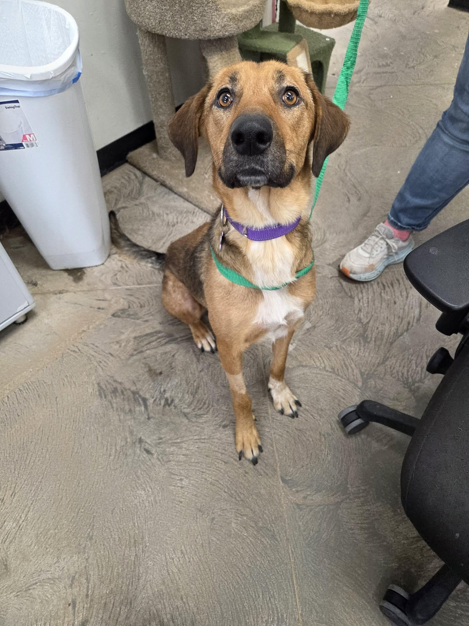 Reba, a ADOPTABLE mixed breed in Roosevelt, UT image 4/4