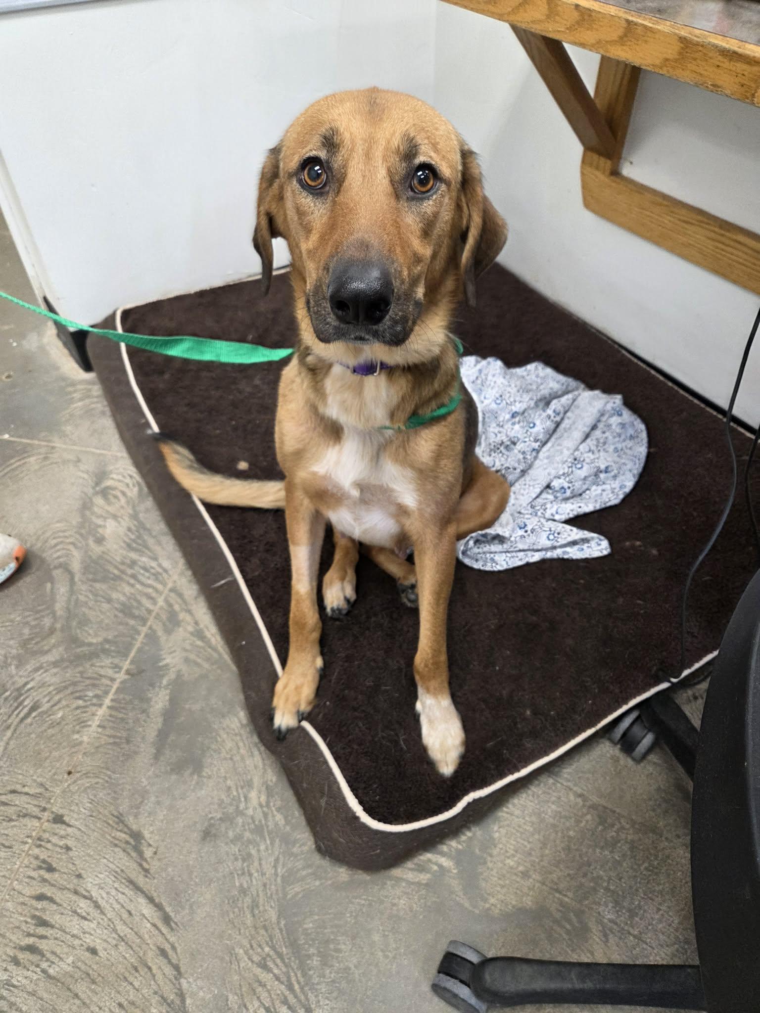 Reba, a ADOPTABLE mixed breed in Roosevelt, UT image 3/4