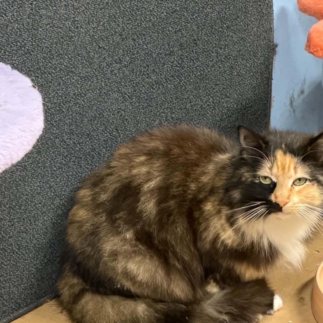 Enlarge Bagel Bite, an adopted Domestic Medium Hair in Baton Rouge, LA image 1/1
