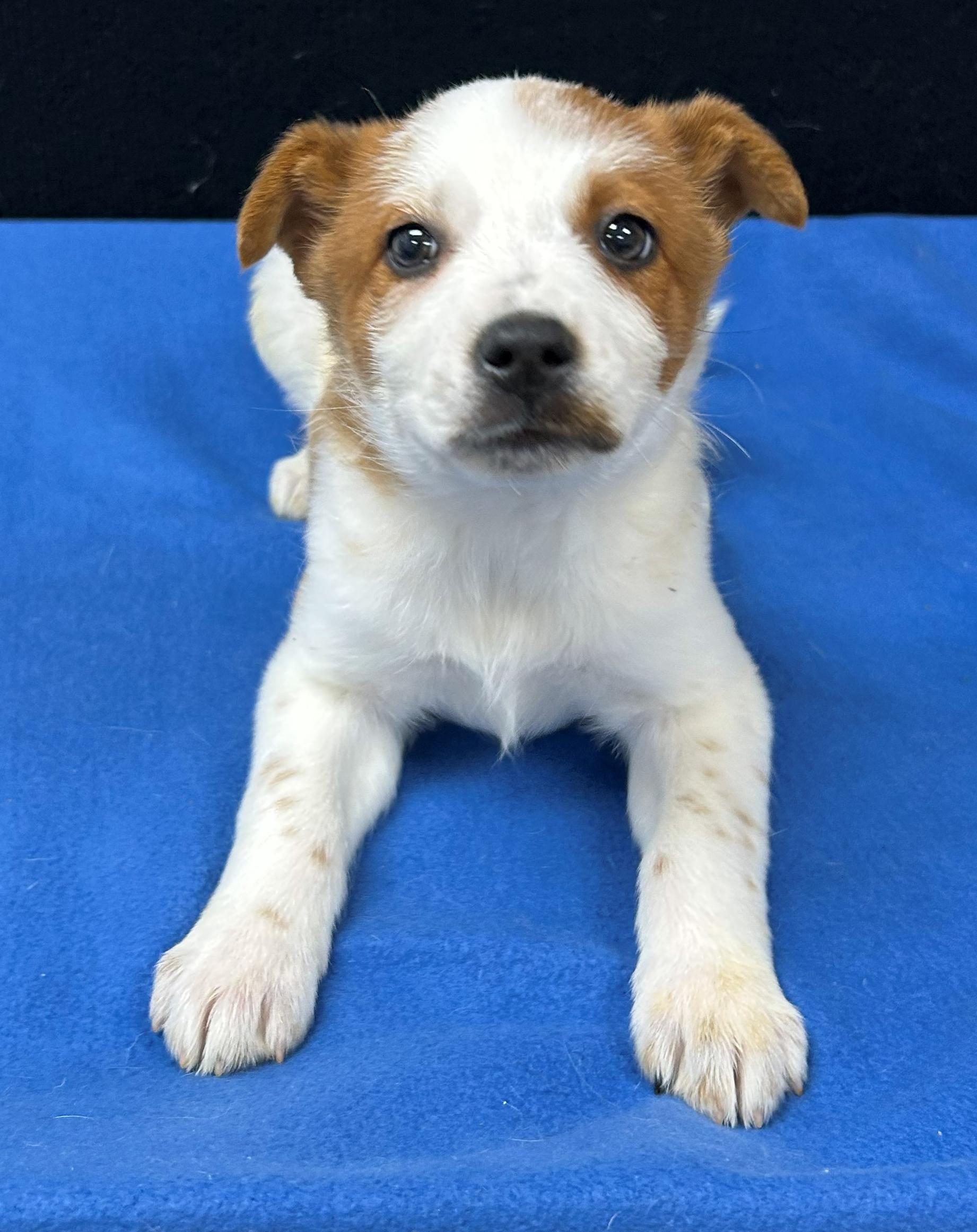 Julieta, Adoptable, Puppy Female Australian Cattle Dog / Blue Heeler.