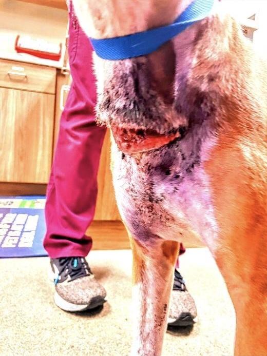 Paige, Adoptable, Adult Female Pit Bull Terrier.