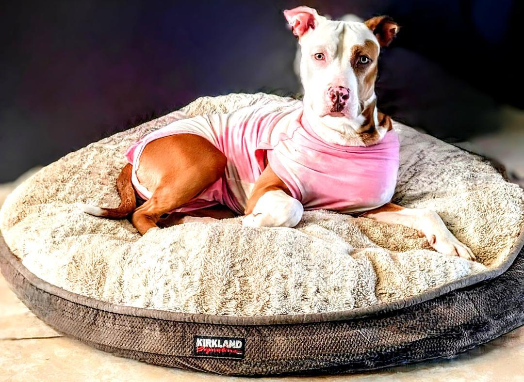 Paige, a Adoptable mixed breed in North Fort Myers, FL image 1/4