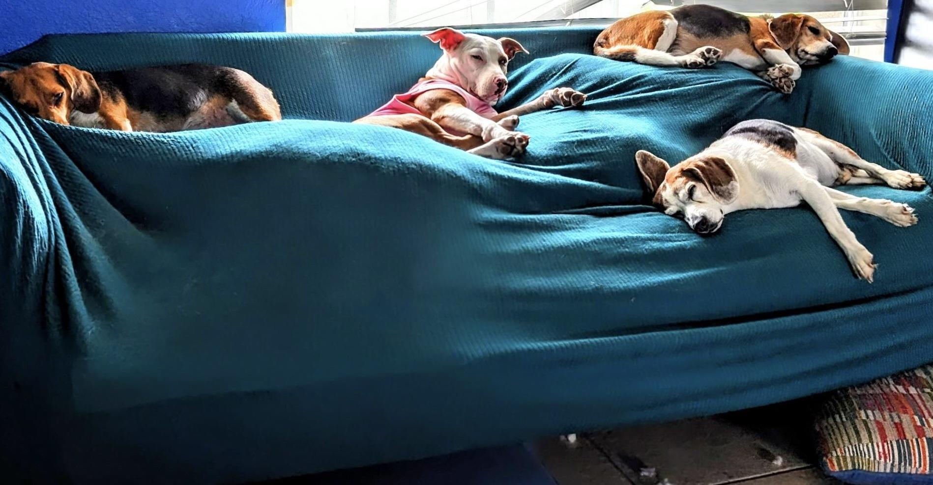 Paige, a Adoptable mixed breed in North Fort Myers, FL image 2/4