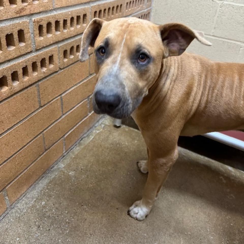 Enlarge Horton, a Adoptable mixed breed in Hartsville , TN image 4/4