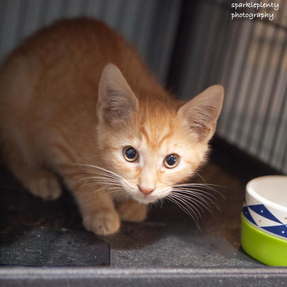 Enlarge Meowfasa, an adoptable Domestic Short Hair in Ridgefield, CT image 1/1