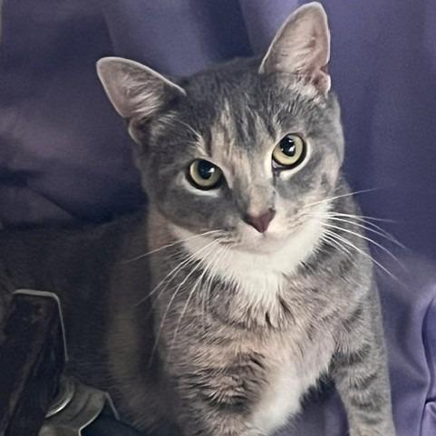 Enlarge Auntie Anne, a Adoptable Domestic Short Hair in Baltimore, MD image 1/2