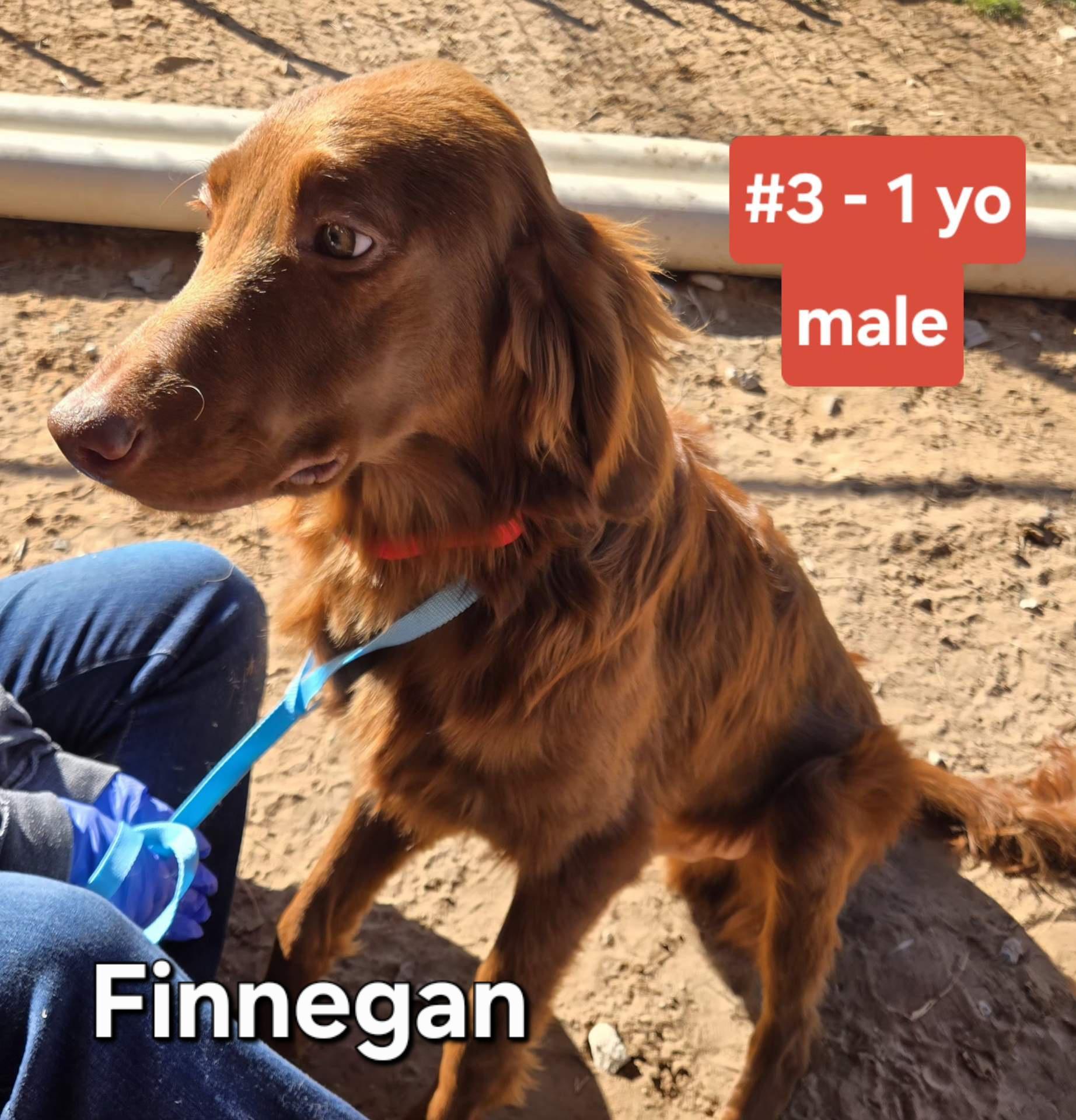 Enlarge FINNEGAN   $425, an adopted mixed breed in Milwaukee, WI image 1/1