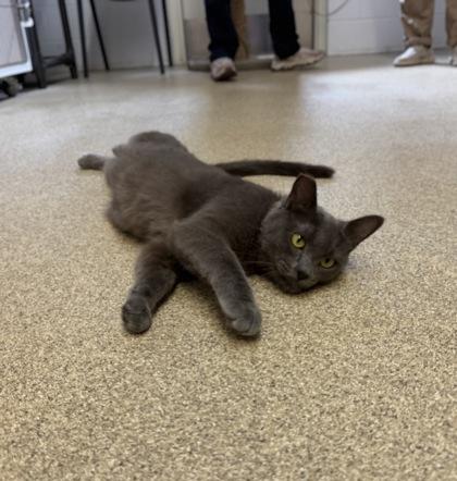 Tilly, Adoptable, Adult Female Domestic Short Hair.