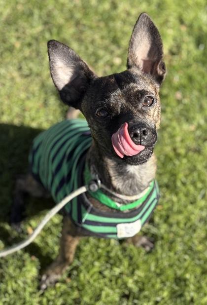 Enlarge Therman, a Adoptable mixed breed in Phoenix, AZ image 1/3