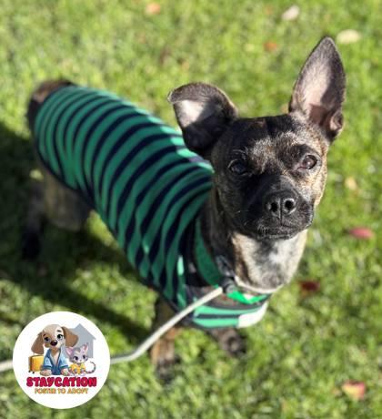 Enlarge Therman, a Adoptable mixed breed in Phoenix, AZ image 2/3