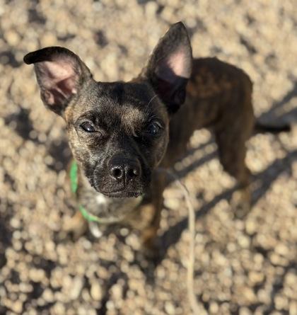 Enlarge Therman, a Adoptable mixed breed in Phoenix, AZ image 3/3