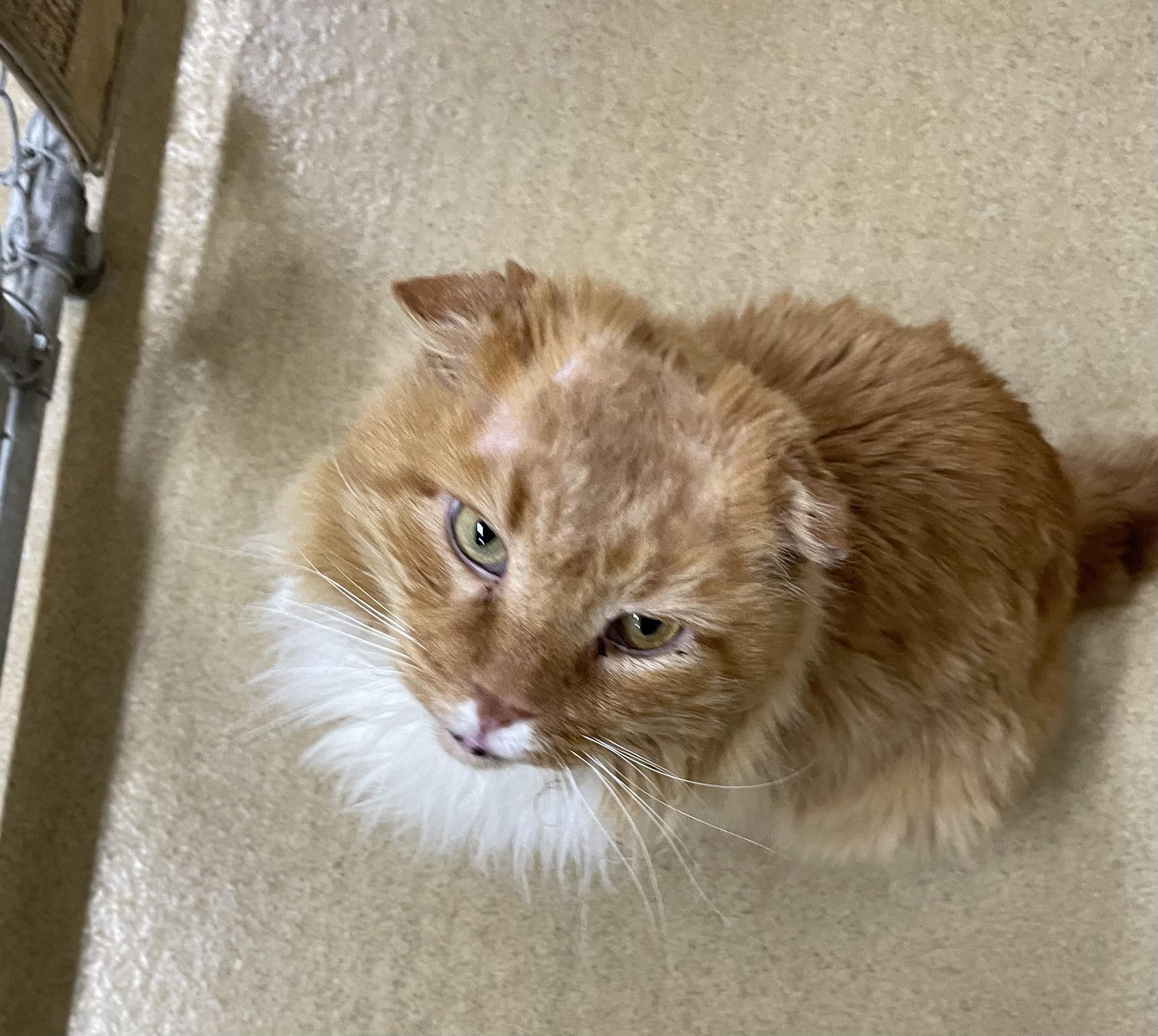 Kojak, ADOPTABLE, Adult Male Domestic Long Hair & Scottish Fold.