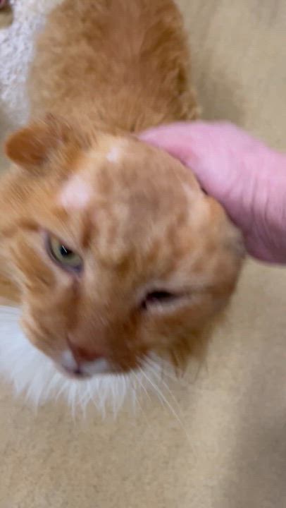 Enlarge Kojak, a ADOPTABLE mixed breed in North Kingstown, RI video 2/2