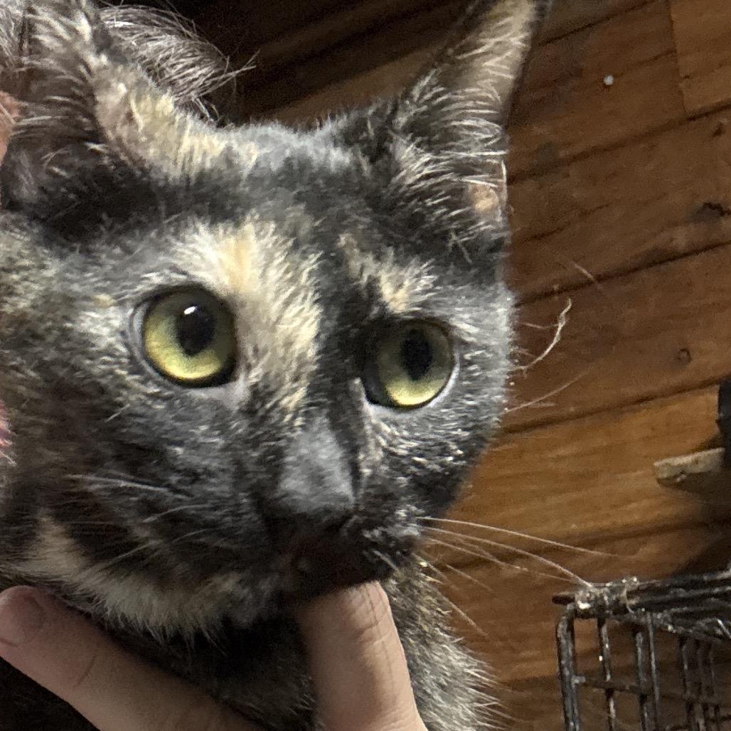 Enlarge Butter Bean, a Adoptable Domestic Short Hair in Granby, MO image 1/1