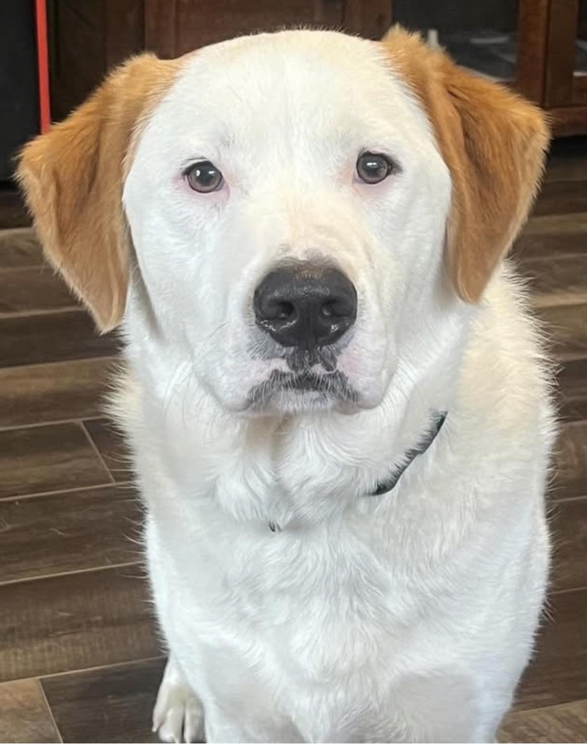 Enlarge Sam, a Adoptable mixed breed in Hop Bottom, PA image 1/1