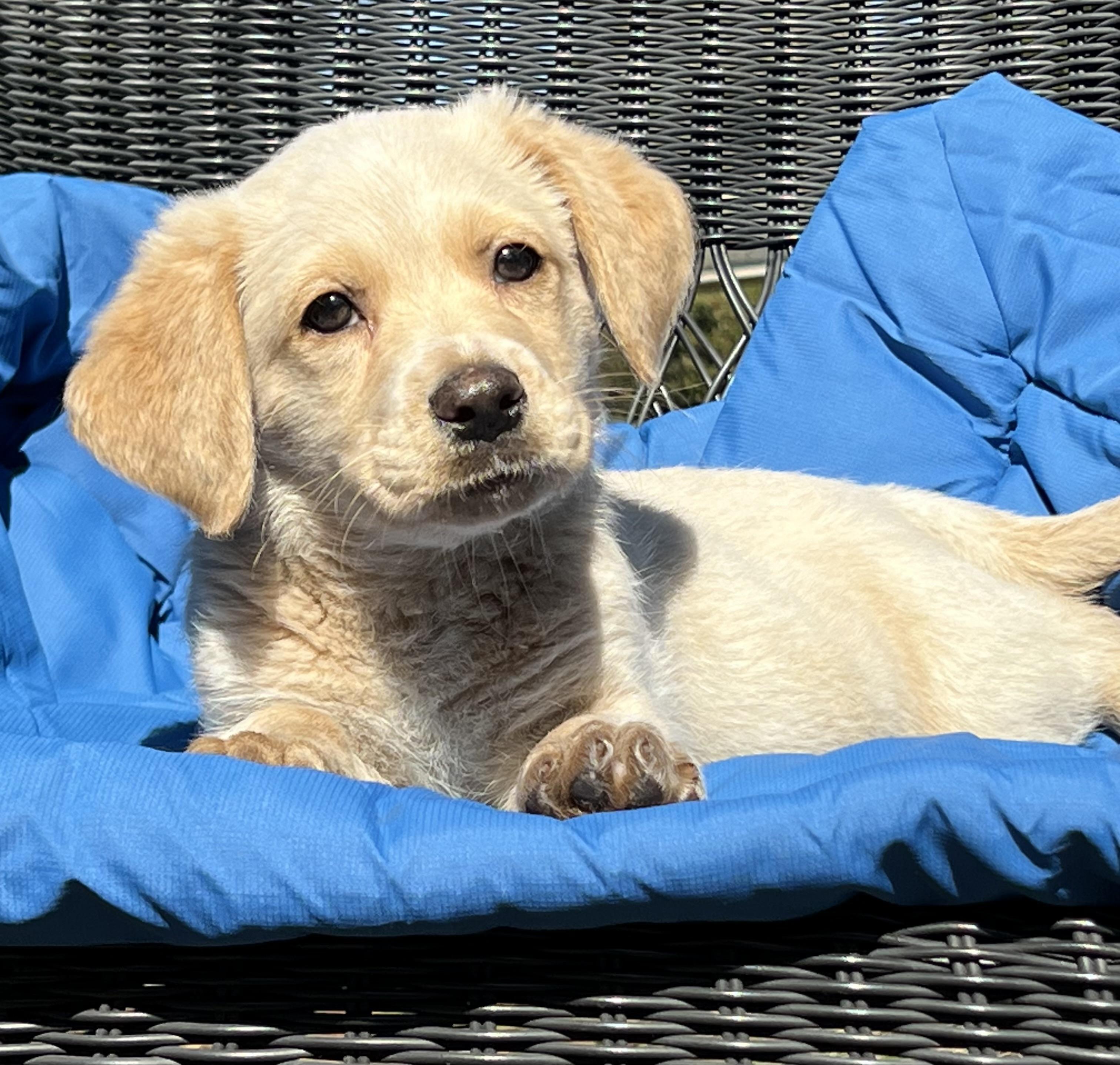 Enlarge Pickle ADOPTION PENDING!, an adopted mixed breed in Mt Pleasant, SC image 2/6