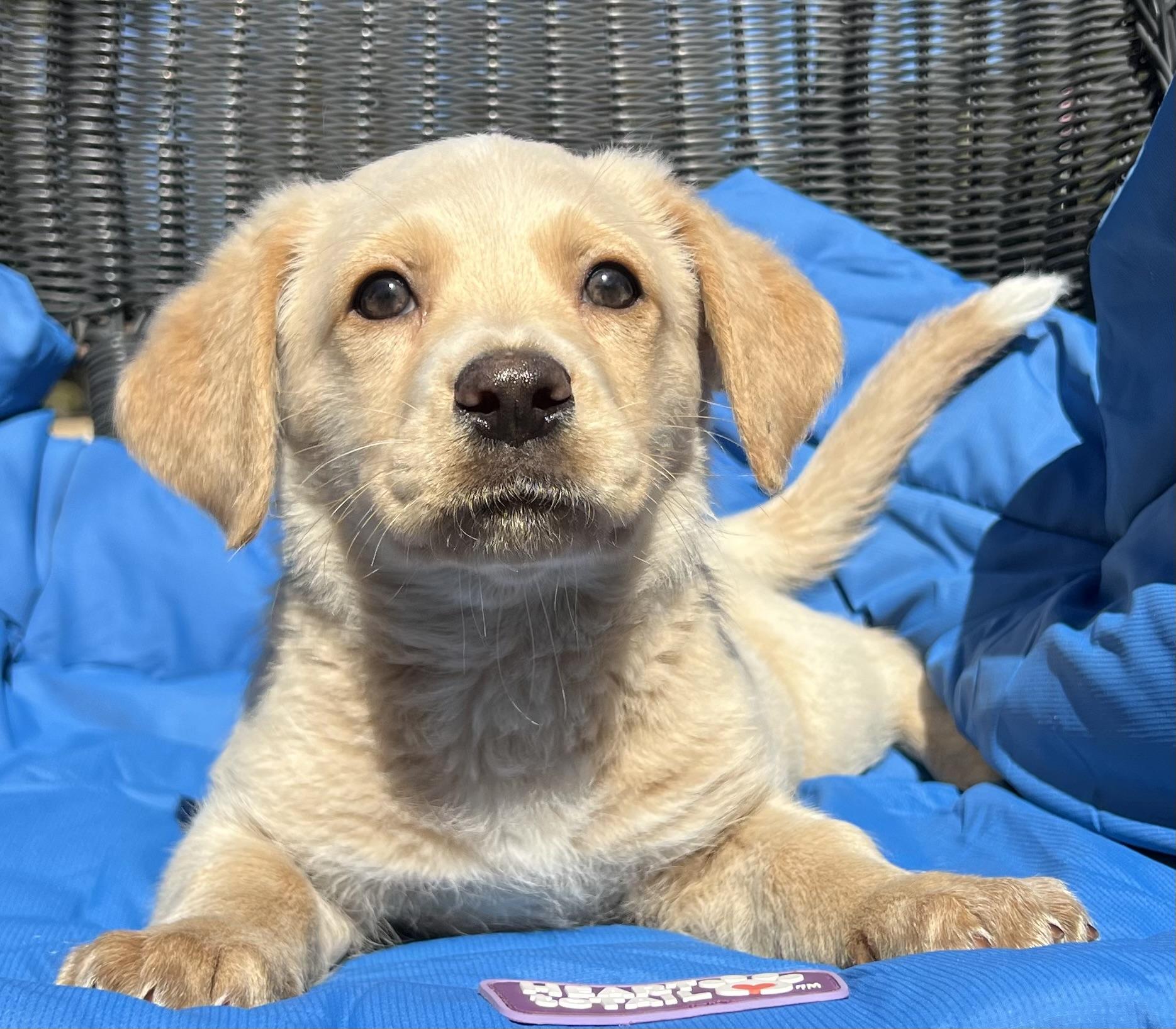 Enlarge Pickle ADOPTION PENDING!, an adopted mixed breed in Mt Pleasant, SC image 6/6