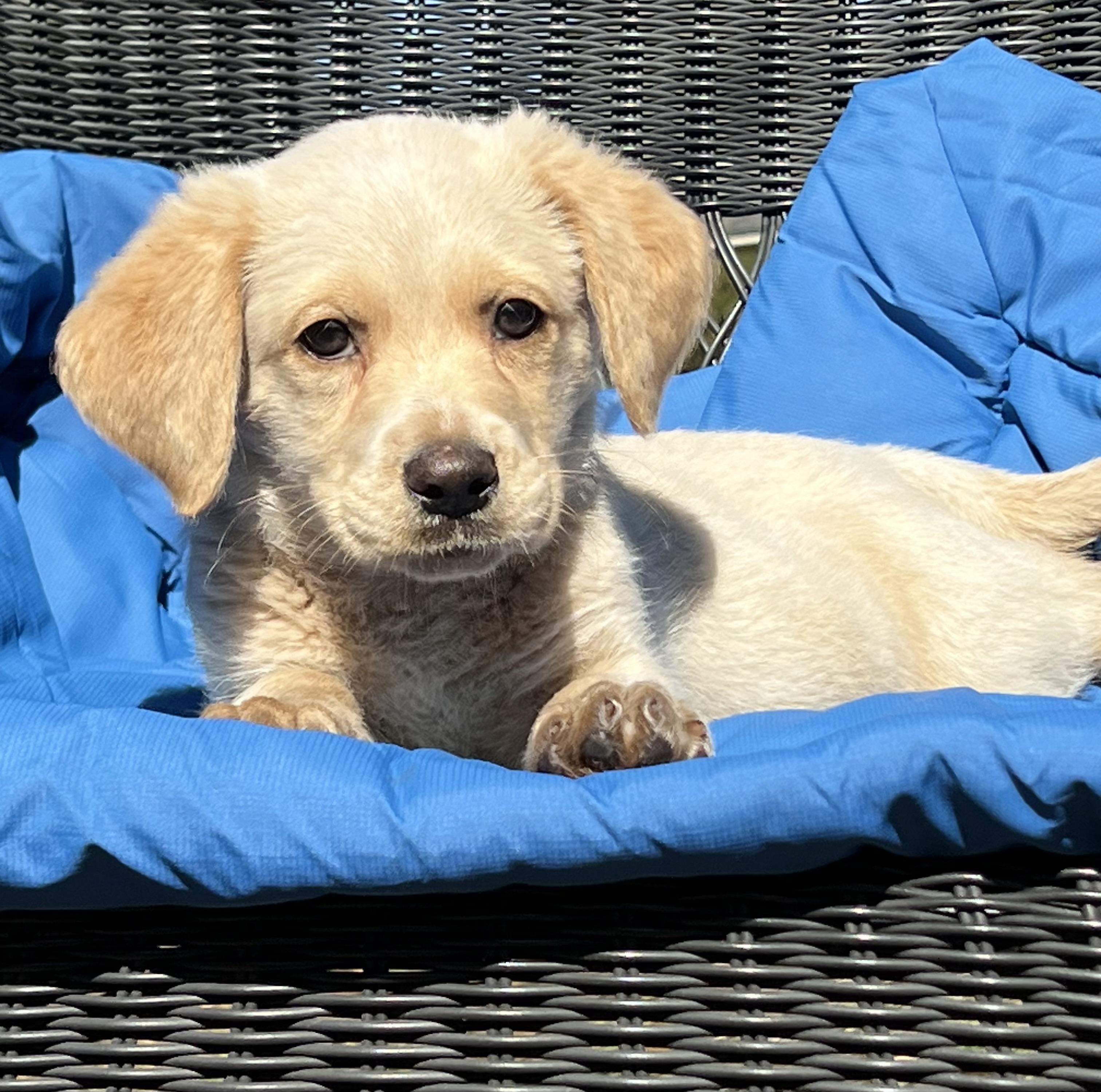 Enlarge Pickle ADOPTION PENDING!, an adopted mixed breed in Mt Pleasant, SC image 4/6