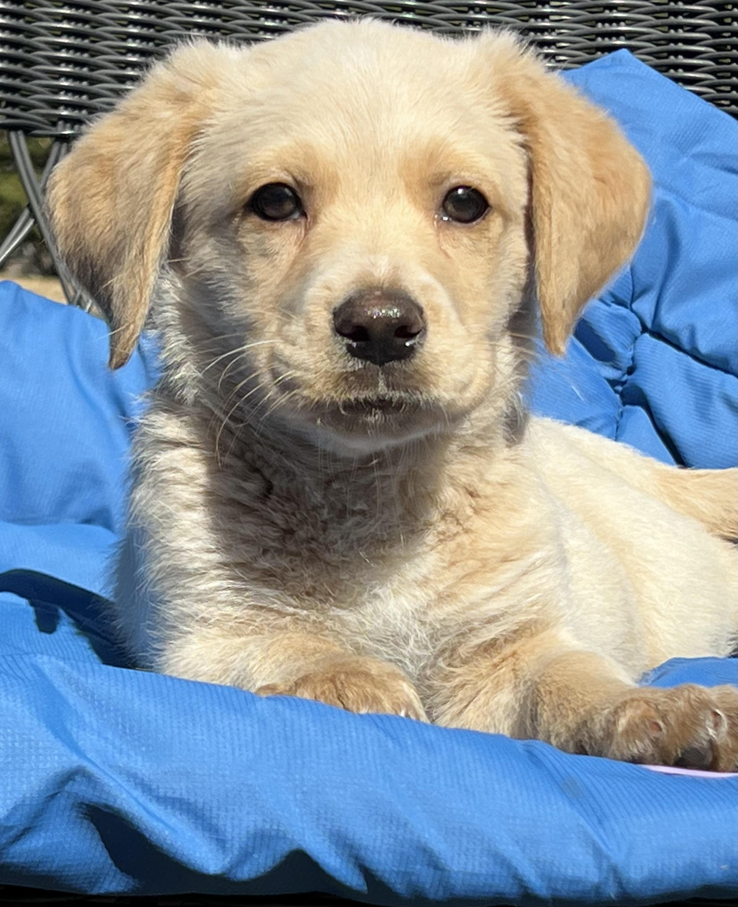 Pickle ADOPTION PENDING!, adopted, Puppy Male Mixed Breed.