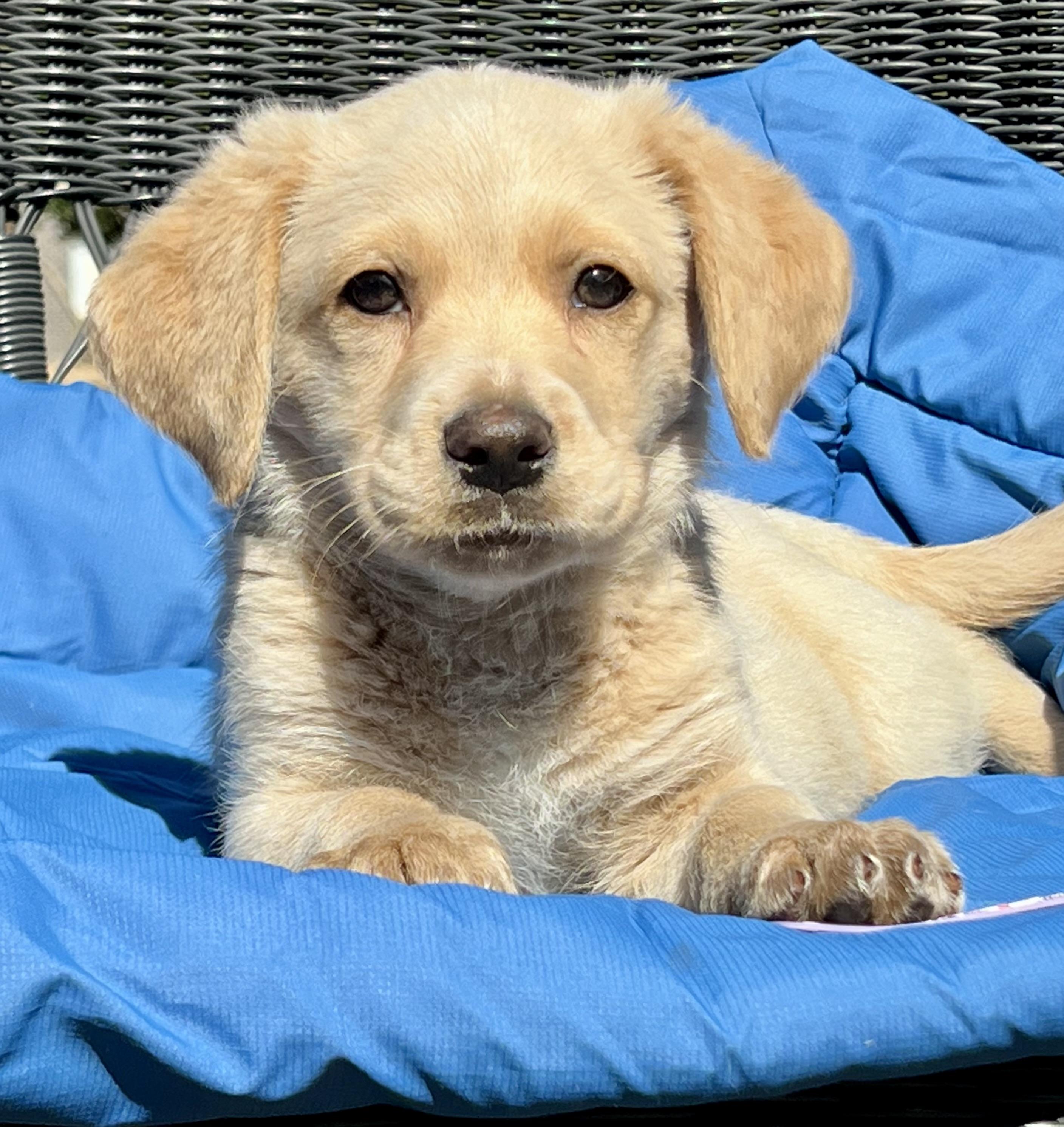 Enlarge Pickle ADOPTION PENDING!, an adopted mixed breed in Mt Pleasant, SC image 5/6