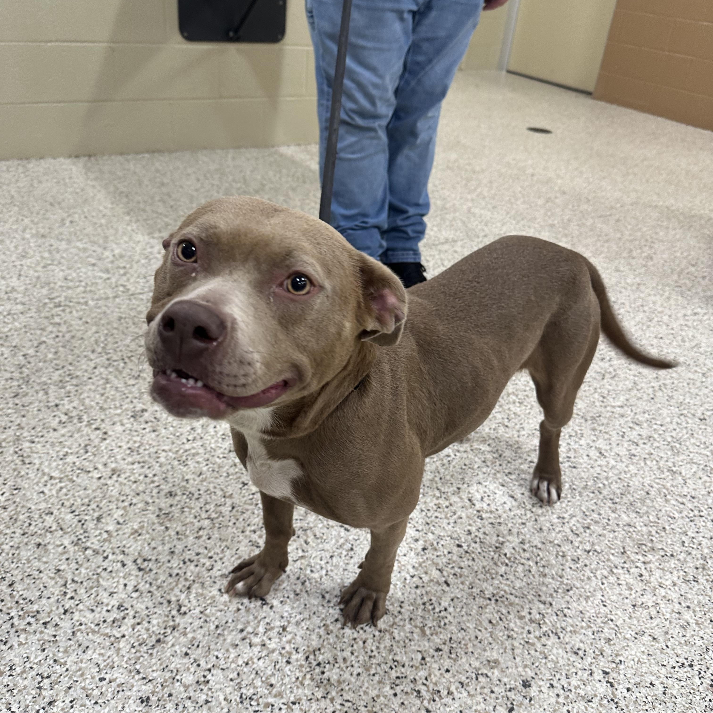 Peach, a Adoptable mixed breed in Youngstown, OH image 3/6