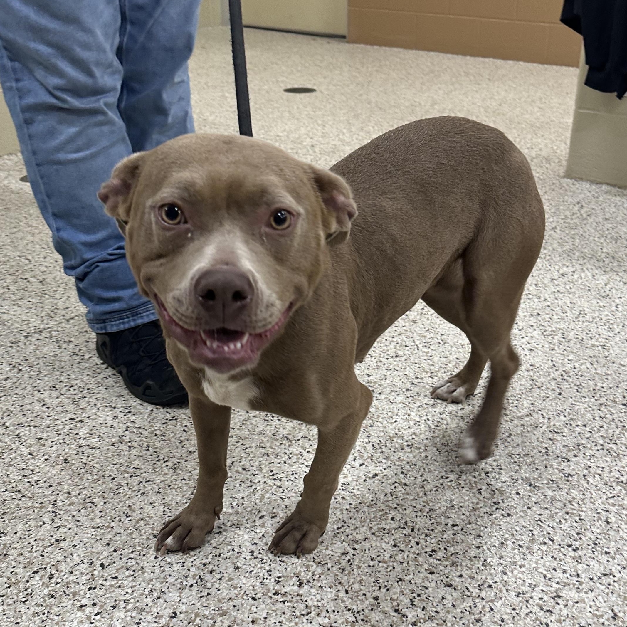 Peach, a Adoptable mixed breed in Youngstown, OH image 4/6