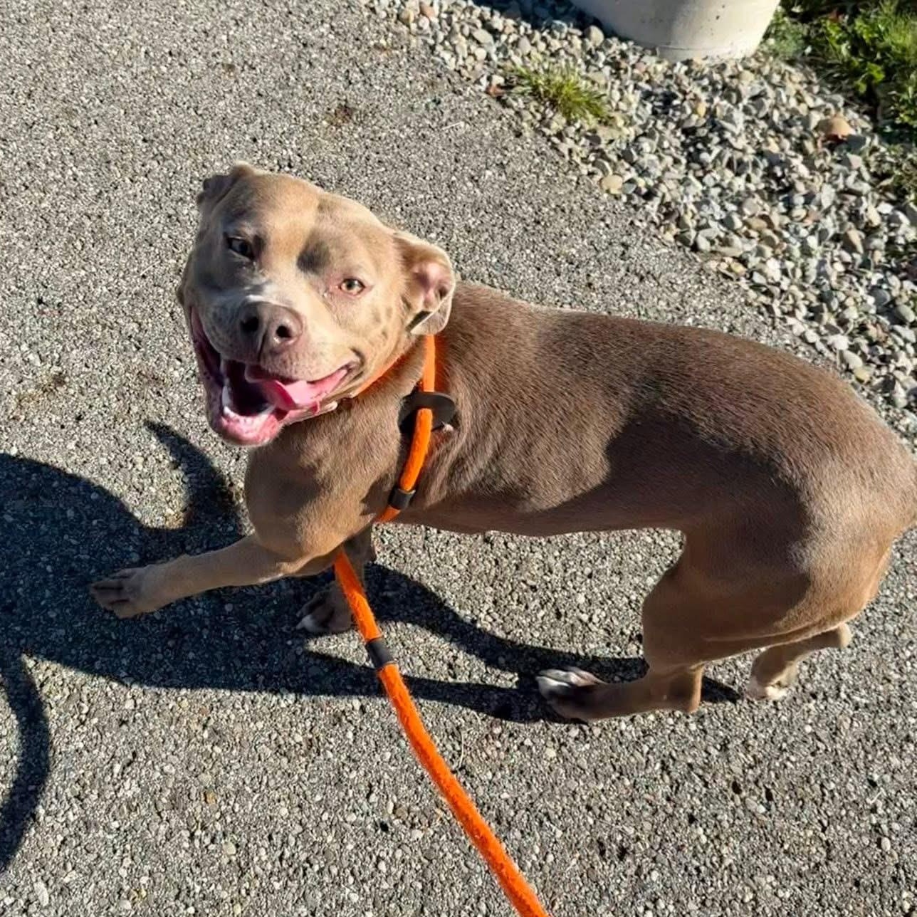 Peach, a Adoptable mixed breed in Youngstown, OH image 2/6